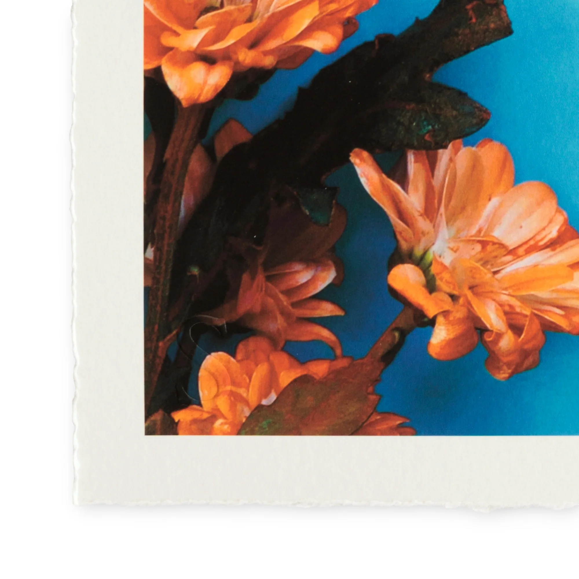 Romain Joly - Poisson Fleur (2025) - Image 3