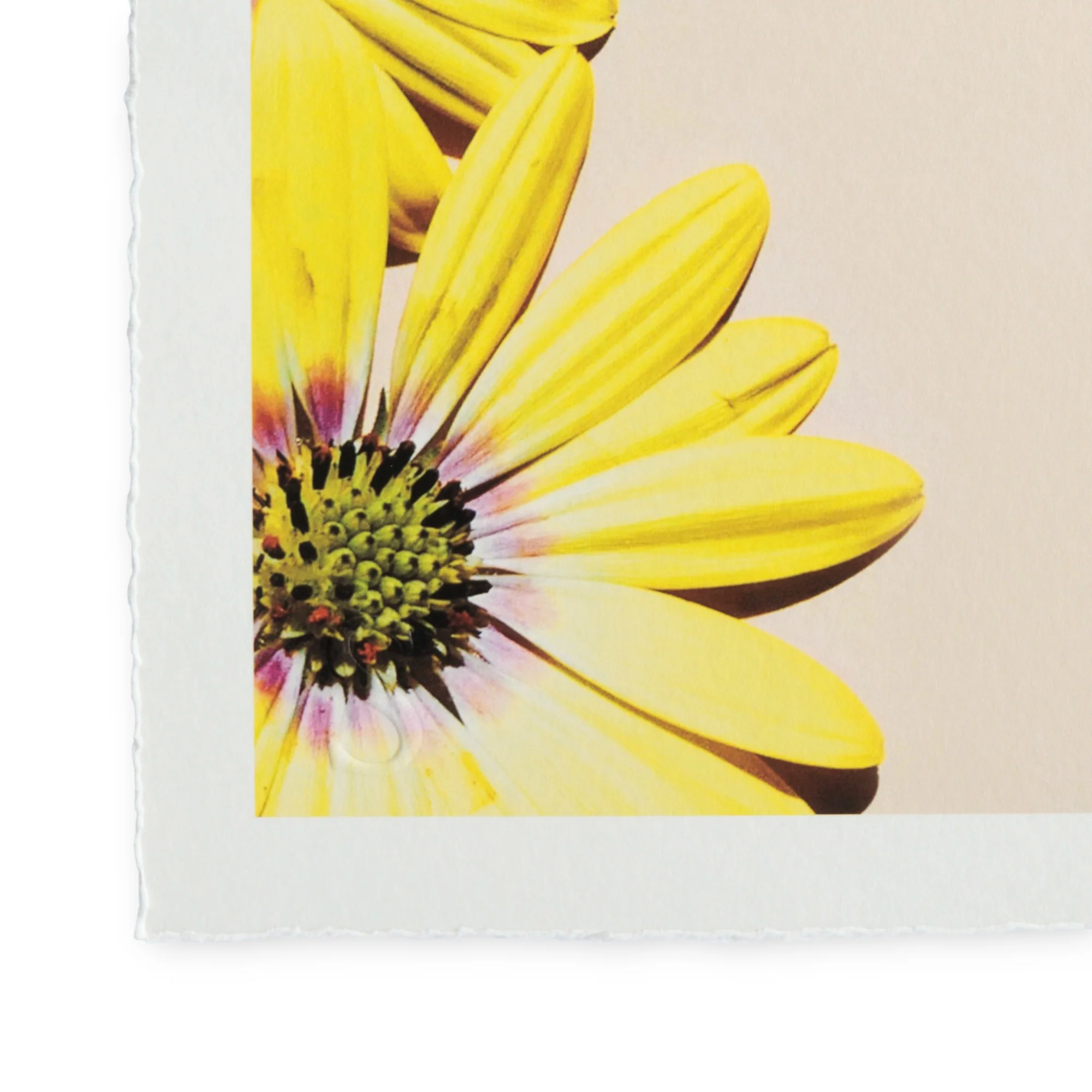 Romain Joly - Surfer Flower (2025) - Image 3