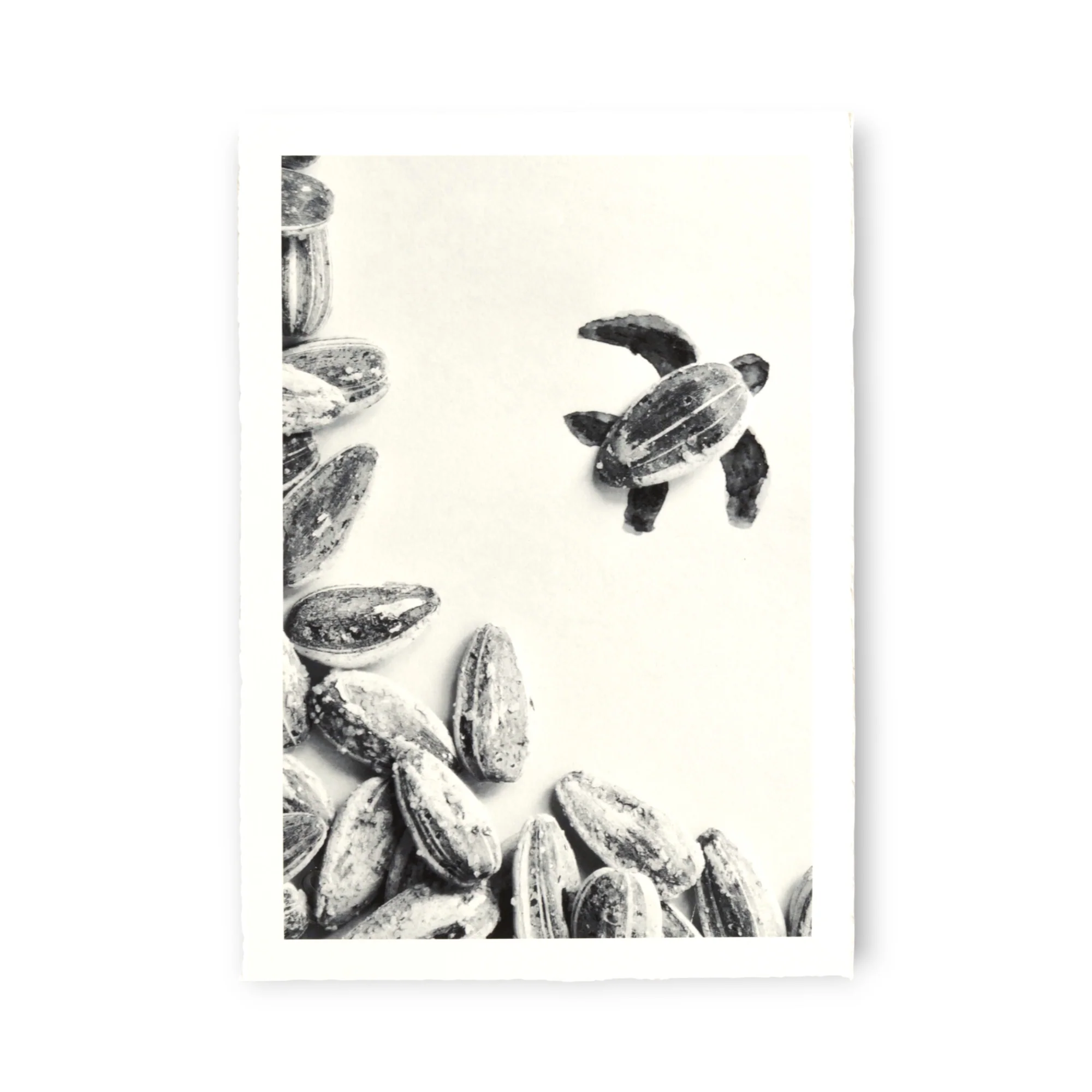 Romain Joly - Tortue (2025) - Image 2