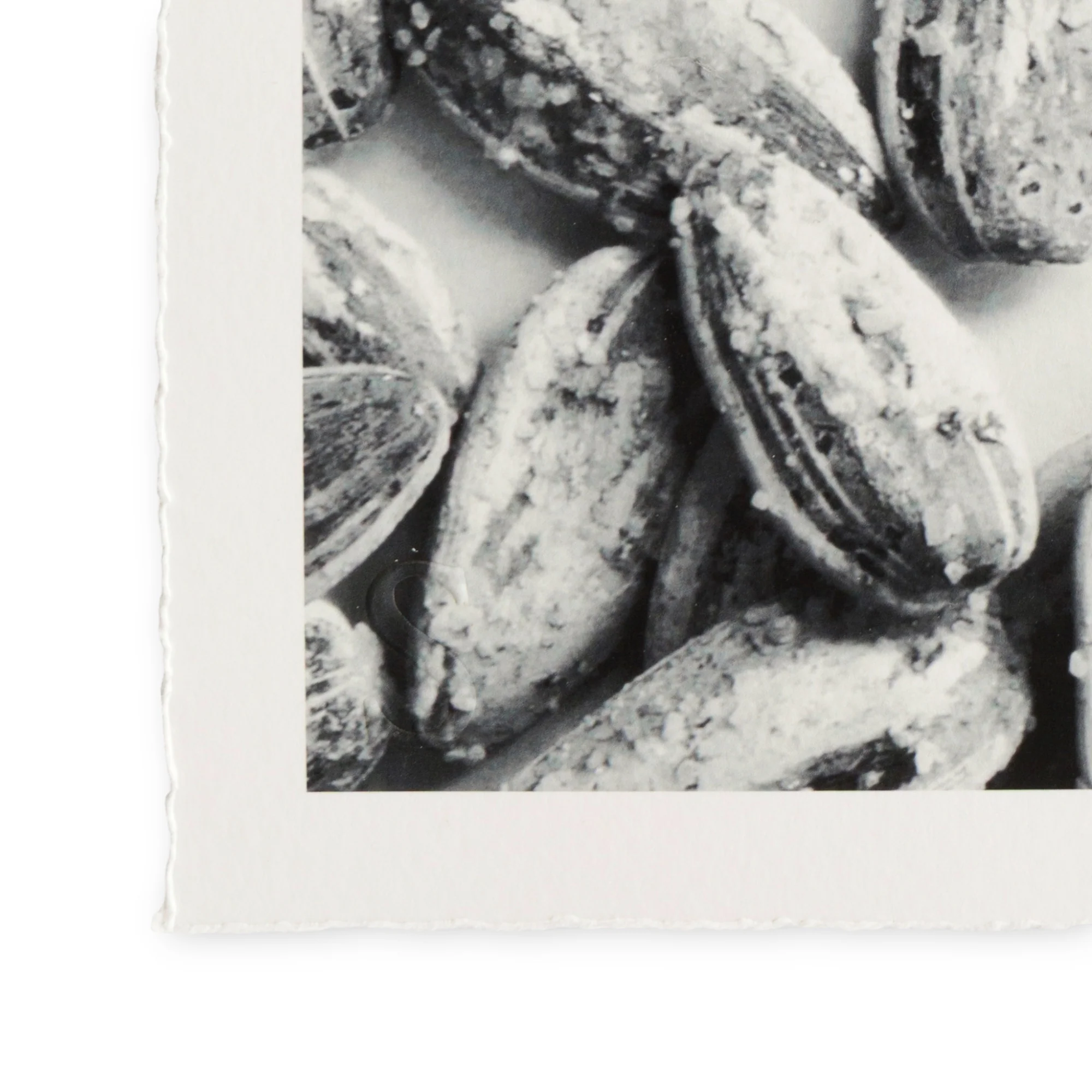 Romain Joly - Tortue (2025) - Image 3